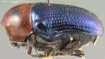 Media type: image; Entomology 20029   Aspect: habitus lateral view